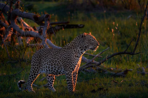 ボツワナの野生生物 レオパード パンテラ パルスコルチドゥジー 草の散歩自然の生息地 自然の生息地の大きな野生の猫 サバンナで晴れた日 オカバンゴデルタボツワナ アフリカの野生生物 — ストック写真