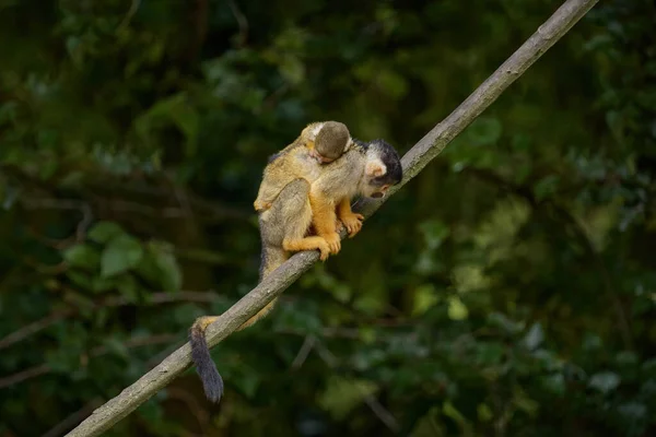 Macaco Esquilo Preto Saimiri Boliviensis Animal Com Filhote Nas Costas — Fotografia de Stock