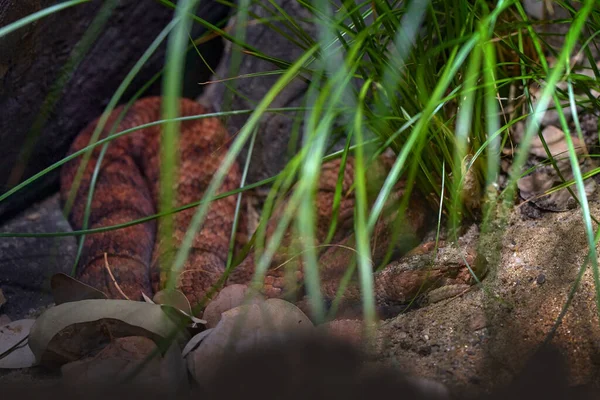 常见的死亡毒蛇 刺五加 原产于澳大利亚的死亡蛇 自然栖息地中的褐灰色毒蛇 藏在草丛中 — 图库照片