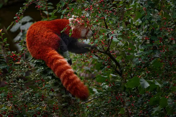 Nepal Ağaç Meyvesini Besleyen Kırmızı Panda Panda Yeşil Yapraklarla Ağaçta — Stok fotoğraf