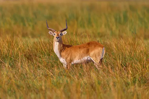 Red Lechwe Kobus Leche Big Antelope Found Wetlands South Central — Stock Photo, Image