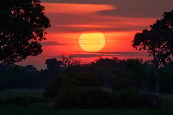 在非洲奥卡万戈三角洲 树间的太阳 在博茨瓦纳旅行 — 图库照片