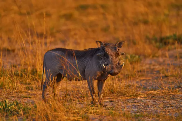 Warthog Family Two Young Green Wet Season African Landscape Rown — Stockfoto