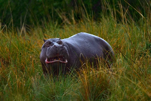 非洲河马 河马两栖动物 有黄昏的太阳 在自然界的水生境中的动物 非洲博茨瓦纳的Khwai Moremi 大自然的野生动物场景 在长草中嬉皮 — 图库照片