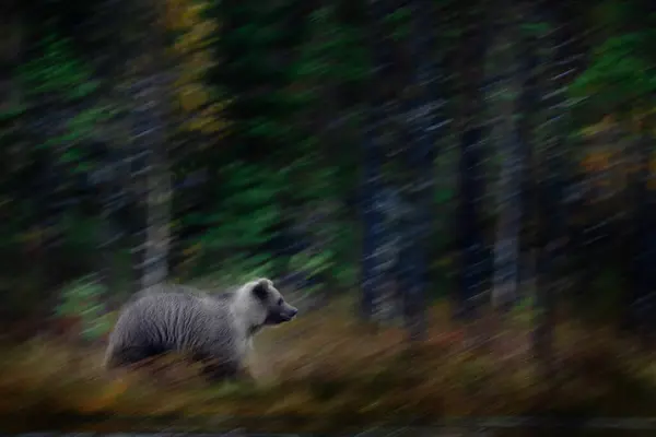 Blur motion nature art, panning. Bear move in forest. Brown bear walking in wood, dark night. Dangerous animal in wildlife taiga and meadow habitat. Wildlife scene from Finland near Russia.