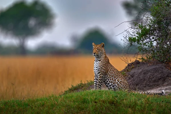 Αφρικανική Άγρια Ζωή Leopard Panthera Pardus Shortidgei Φυσικό Ενδιαίτημα Μεγάλη — Φωτογραφία Αρχείου