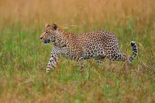 아프리카 Panthera Pardus Short Dgei 서식지 서식지의 고양이 사바나 오카방고 — 스톡 사진