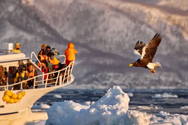 北極の夕日 イーグルと冬の日の出 セラーの海ワシ ハリアエペトス ペラゴキス 朝のトワイライト 北海道 氷の上に浮かぶイーグル 野生生物の行動 — ストック写真