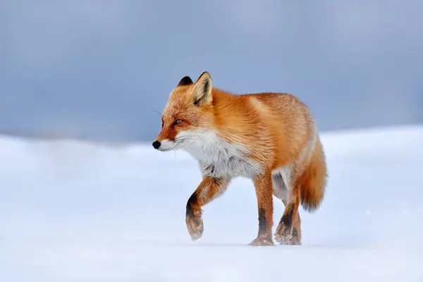 白い雪の中の赤い狐 寒い冬 オレンジ色の毛皮の狐 自然の中で美しいオレンジ色のコート動物 美しい哺乳類の詳細なクローズアップ肖像画 — ストック写真