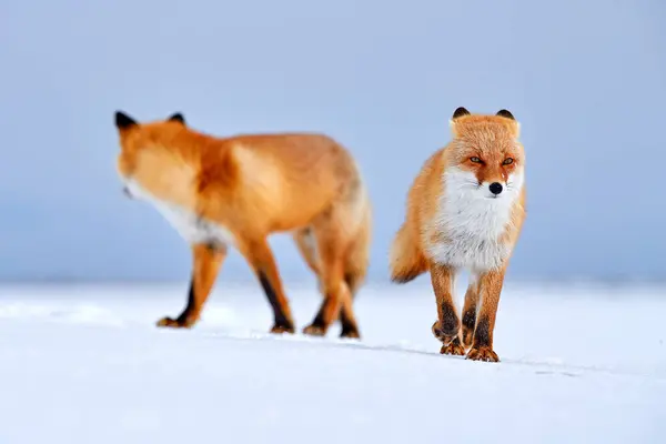 Red fox in white snow. Cold winter with orange furry fox, Japan. Beautiful orange coat animal in nature. Detail close-up portrait of nice mammal.
