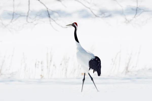 Pair Red Crowned Crane Grus Japonensis Walking Snow Hokkaido Japan — Stock Photo, Image