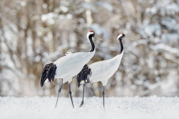 Pair Red Crowned Crane Grus Japonensis Walking Snow Hokkaido Japan — Stock Photo, Image