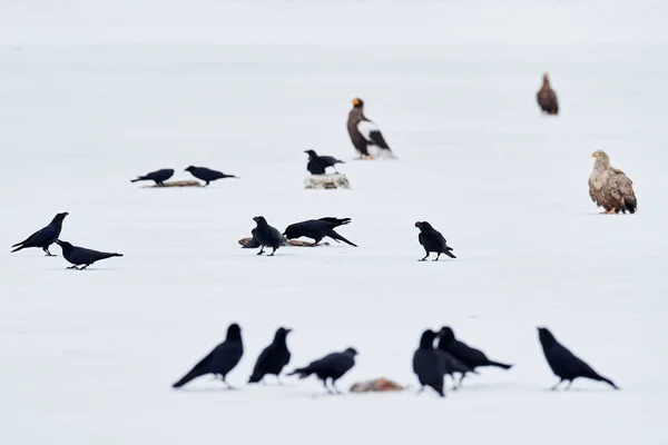 Ptaki Lodzie Kruki Orzeł Kruk Siedząc Białym Środowisku Zimą Siedliska — Zdjęcie stockowe