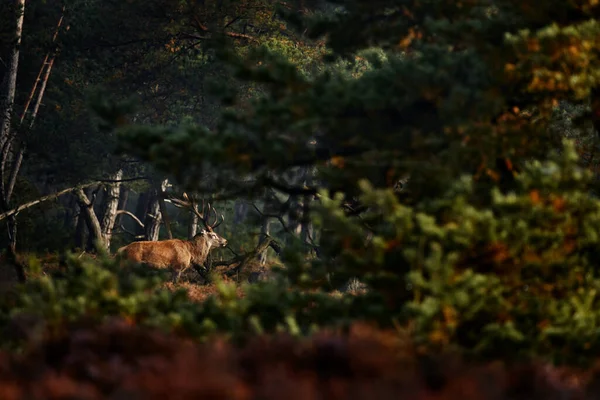 Rothirsch Brunftzeit Hoge Veluwe Niederlande Wildszene Aus Der Natur Heidemoor — Stockfoto