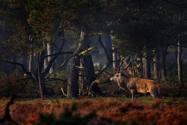 Czerwony Jeleń Sezon Rutynowy Hoge Veluwe Holandia Scena Przyrodą Heath — Zdjęcie stockowe