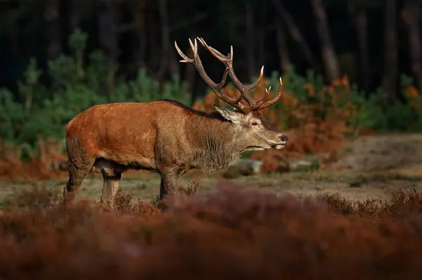 Czerwony Jeleń Sezon Rutynowy Hoge Veluwe Holandia Scena Przyrodą Heath — Zdjęcie stockowe
