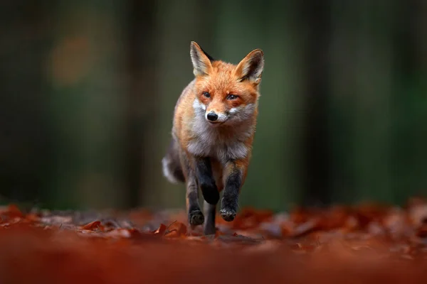 森林野生生物について かわいい赤いフォックス バルペス オレンジの秋の森の葉で 自然からの野生生物のシーン 自然の生息地にいる動物 緑の環境の動物 ドイツ ヨーロッパ — ストック写真