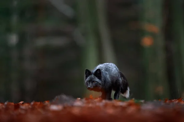 Симпатичное Млекопитающее Черно Белым Хвостом Черная Серебряная Лиса Редкая Форма — стоковое фото