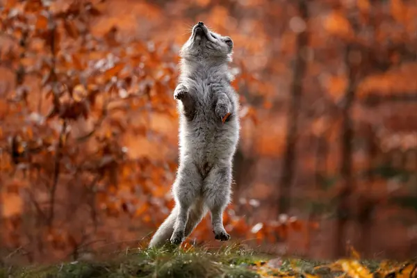 森林野生生物について かわいいジャンプ北極フォックス ヴァルペスラゴパス オレンジの秋の森の葉 自然からの野生生物のシーン 自然の生息地にいる動物 緑の環境の動物 ドイツ ヨーロッパ — ストック写真