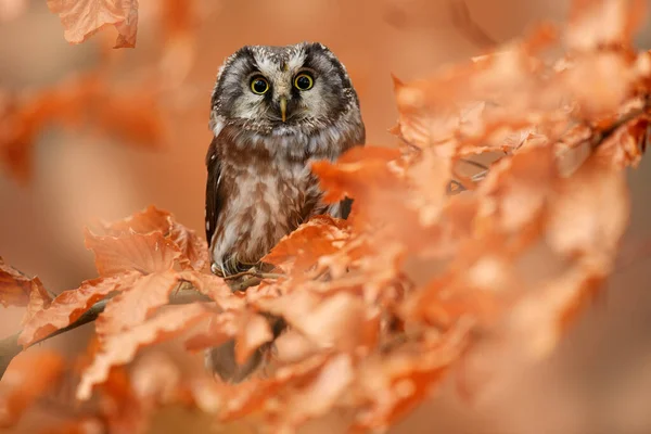 秋の森の野生生物 ドイツの自然生息地における鳥の詳細な肖像画 オレンジ色の木 オレンジ色の葉に隠された鳥 秋の森で大きな黄色い目をしたフクロウ — ストック写真