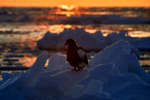 Arctic sunset. Winter sunrise with eagle. Steller's sea eagle, Haliaeetus pelagicus, morning twilight, Hokkaido, Japan. Eagle floating in sea on ice. Wildlife behavior, nature.