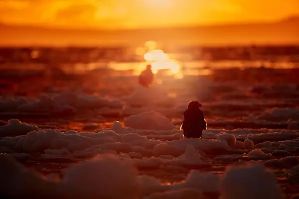 Arctic sunset. Winter sunrise with eagle. Steller\'s sea eagle, Haliaeetus pelagicus, morning twilight, Hokkaido, Japan. Eagle floating in sea on ice. Wildlife behavior, nature.