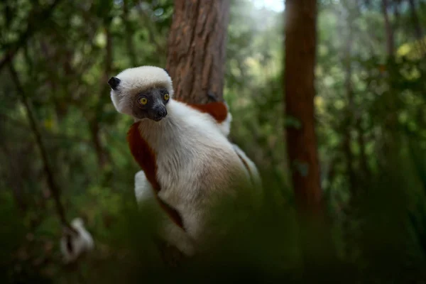 Ενδημική Άγρια Ζωή Αφρική Φύση Σιφάκα Coquerel Προπίθηκος Coquereli Ankarafantsika — Φωτογραφία Αρχείου