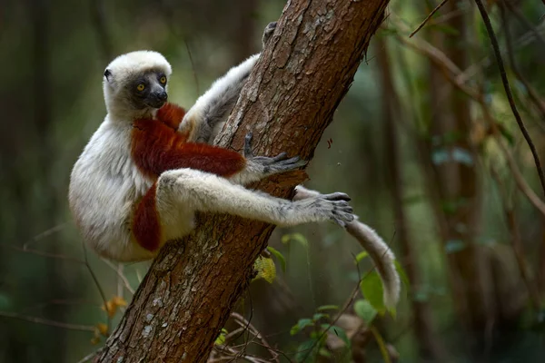 Madagaszkár Endémiás Vadvilága Afrika Természete Coquerel Sifaka Propithecus Coquereli Ankarafantsika — Stock Fotó