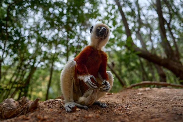 马达加斯加特有的野生动物 非洲的自然 Coquerel的Sifaka Propithecus Coquereli Ankarafantsika 猴子在栖息地 野生马达加斯加 柠檬在深绿色的热带森林里 Sifaka — 图库照片