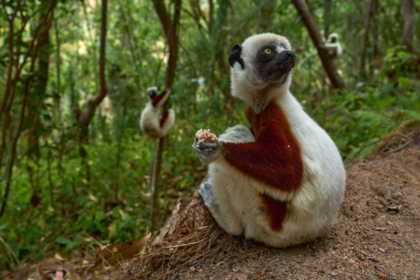 Madagaskar Endemiska Vilda Djur Afrikas Natur Coquerels Sifaka Propithecus Coquereli — Stockfoto