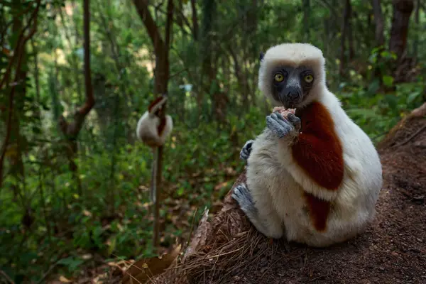 Madagaskar Endemische Wilde Dieren Afrika Natuur Sifaka Van Coquerel Propithecus — Stockfoto
