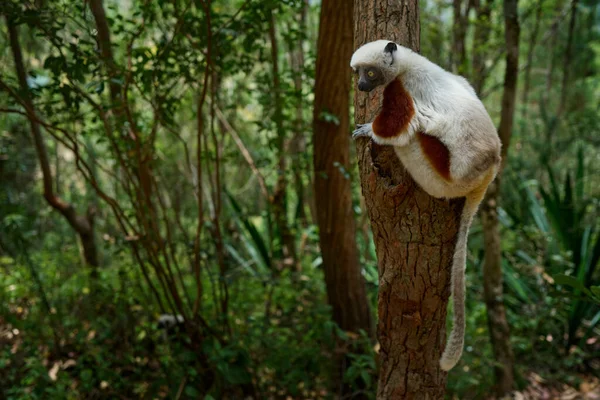 Madagaskar Endemik Satwa Liar Alam Afrika Sifaka Coquerel Propithecus Coquereli — Stok Foto