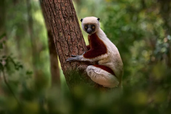 Madagaskar Endemische Wilde Dieren Afrika Natuur Sifaka Van Coquerel Propithecus — Stockfoto