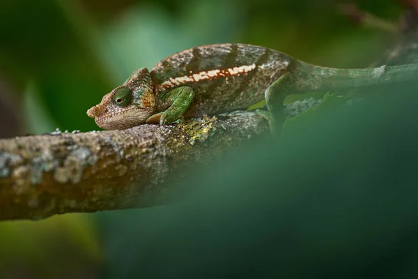 Calumma Parsonii Ssp Cristifer Parson Chameleon Sitting Green Branch Green — Stock Photo, Image