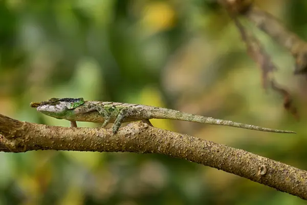 マルテの緑色のカメレオン 自然の生息地の小さなトカゲ アフリカのマダガスカルの木の枝の緑のカメレオン アンドラスビブのマナディア — ストック写真