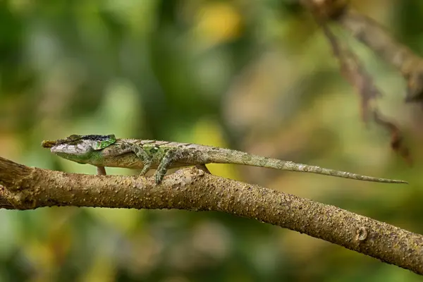 Calumma Malthe Caméléon Oreilles Vertes Malthe Petit Lézard Dans Habitat — Photo