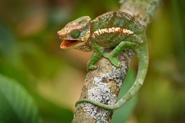 Kameleon Tańczy Nodze Kameleon Rogami Calumma Globifer Gałęzie Drzew Siedlisku — Zdjęcie stockowe