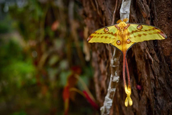 Madagascar Big Yellow Butterfly Comet Moth Argema Mittrei Big Yellow — Stock Photo, Image