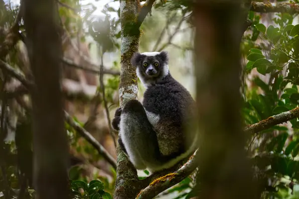Дикий Лимон Середовищі Проживання Indri Indri Мавпа Молодою Дитинкою Кірінді — стокове фото