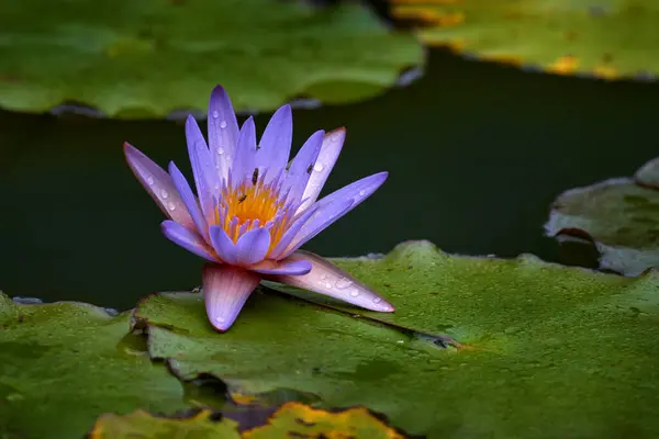 Nymphaea Nouchali Blue Lotus Pink Blue Violet Flower Water Bloom — Stock Photo, Image