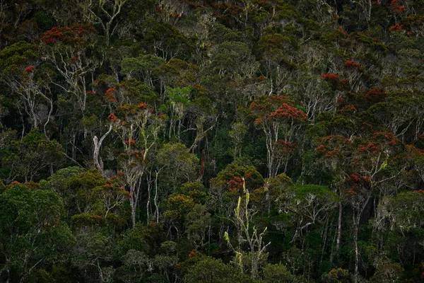 原产于马达加斯加的热带森林 是非洲雨季的老树 非洲Andasibe Mantadia Np的绿色植被 在非洲丛林野生动物中旅行 山上的热带雨林 — 图库照片