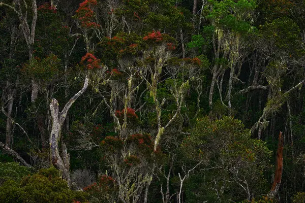 アフリカの湿った季節の古い木 マダガスカルの原産の熱帯林 アフリカのマダガスカル アンダスブ マンタディアNpの緑の植生 アフリカのジャングルの野生生物を旅する 丘の上の熱帯林 — ストック写真