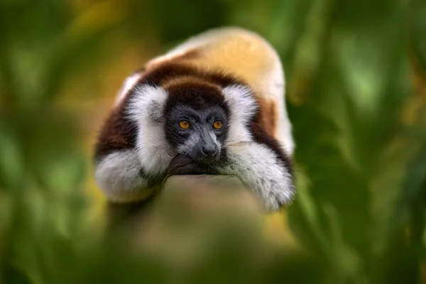 Lemur Közelkép Arc Fej Részlet Sárga Szemmel Fekete Fehér Maki — Stock Fotó