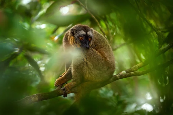 Kahverengi Lemurlu Lemurlu Fulvus Andasibe Mantadia Madagaskar Ağaçtaki Gri Kahverengi — Stok fotoğraf