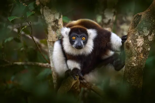 Lemur Nahaufnahme Gesicht Kopf Detail Mit Gelbem Auge Schwarz Weißer — Stockfoto