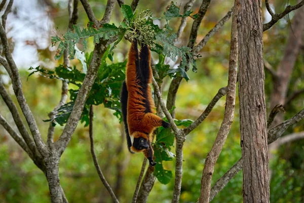 Madagascar Wildlife Red Ruffed Lemur Varecia Rubra Park National Andasibe — Stok fotoğraf