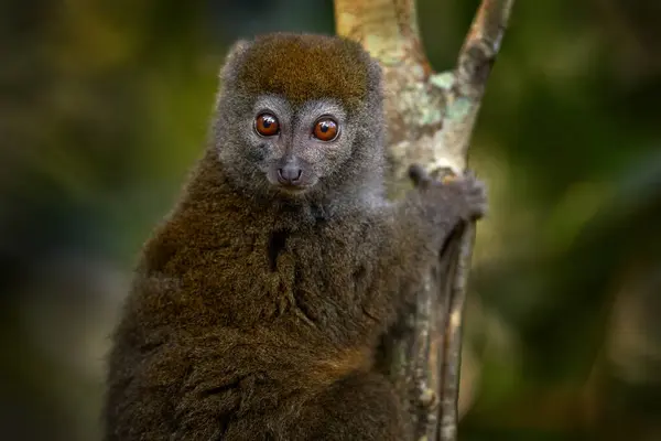 Eastern Lesser Bamboo Lemur Hapalemur Griseus Grey Monkey Nature Habitat — Stok fotoğraf