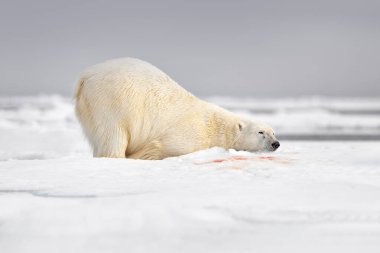 Ölü yorgun kutup ayısı. Vahşi yaşam Svalbard, Norveç doğası. Mavi gökyüzü ve bulutlar. Doğa - kutup ayısı buz üzerinde sürükleniyor ve karla besleniyor. Öldürücü fok, iskelet ve kanla besleniyor. Kuzey Kutbu buzu.