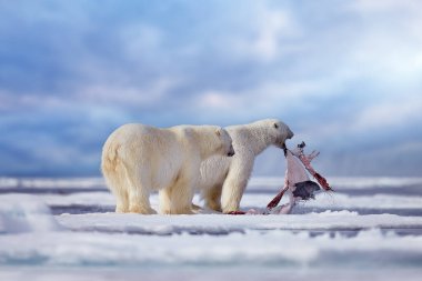 Vahşi yaşam Svalbard, Norveç. Leş gibi kürk derisi olan ayılar, vahşi yaşam. Mavi gökyüzü ve bulutlar. Doğa - kutup ayısı buz üzerinde sürükleniyor ve karla besleniyor öldürücü fok, iskelet ve kanla. 