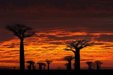 Madagaskar manzarası, Baobat Red Sunset. Madagaskar 'dan Baobab' lı Iley. En ünlü tipik yer L 'allee des baobab, güneşli bir gün ve turuncu kırmızı gökyüzü olan eski ağaçlarla dolu çakıl yolu..